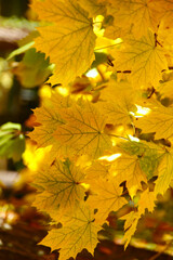 Autumn background. Yellow maple leaves close up. Leaf texture. Vertical, cropped shot, free space. Concept of the seasons.