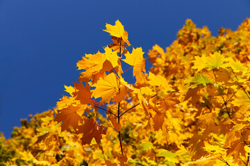 Autumn background. Yellow maple leaves against the blue sky. Bright yellow autumn leaves. Horizontal, close-up, free space. Concept of the seasons.
