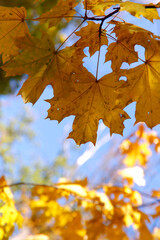 Autumn background. Yellow maple leaves against the blue sky. Bright yellow autumn leaves. Vertical, close-up, free space. Concept of the seasons.