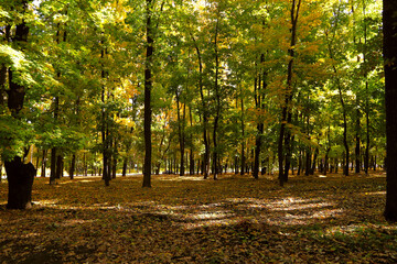 Autumn forest. Solar rays make their way through the branches of trees with yellow leaves. Forest glade with yellow leaves. Horizontal, cropped shot, free space. Concept of the seasons.