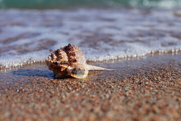 Sea shells on the beach. Sandy beach with waves. Summer vacation concept. Holidays by the sea