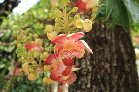 Sala flora or Shorea robusta flower