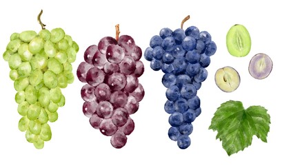 色々な葡萄のセット　水彩風イラスト