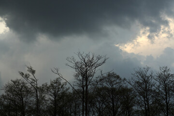 Trees and stormy sky.