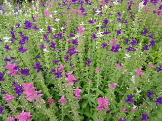 Mix of Salvia viridis (annual clary, orval) is an annual plant. Lamiaceae family. © guentermanaus
