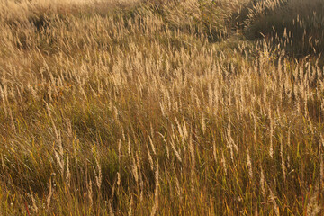 Dry grass wild meadow beauty.