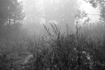 Fototapeta na wymiar Morning in foggy forest.