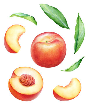 Collection of watercolor peach fruits