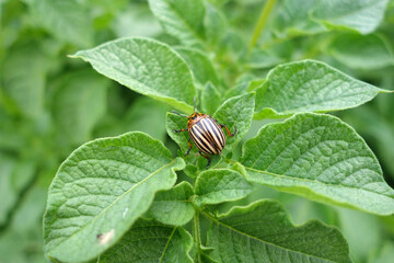 Colorado potato beetle in natural conditions.