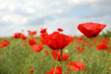 Beautiful red poppy flowers growing in field, closeup