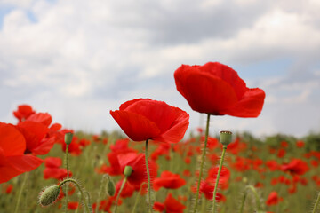 Naklejka premium Beautiful red poppy flowers growing in field, closeup