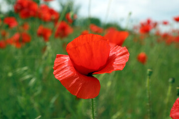 Beautiful red poppy flower growing in field, closeup