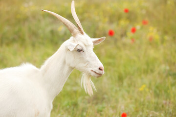 Obraz premium Beautiful white goat in field, space for text. Animal husbandry
