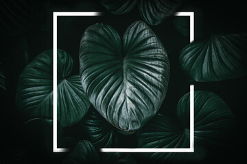 Close up tropical nature green leaf caladium with white frame abstract background.