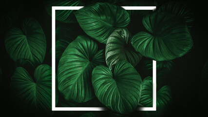 Close up tropical nature green leaf caladium with white frame abstract background.