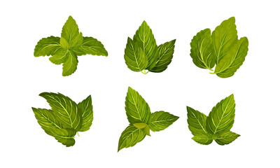 Fresh Green Mint Leaves Isolated on White Background Vector Set
