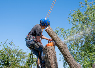 Arborist cutting tree stem - 361783518