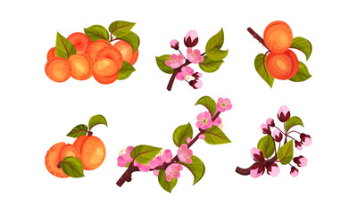 Apricot Drupe Fruit Hanging on Leafy Tree Branch Vector Set