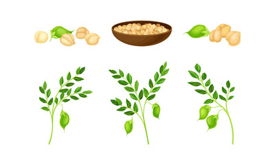 Chickpea as Annual Legume Plant with Green Stems and Proteinic Beige Peas Poured in Bowl Vector Set
