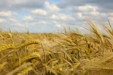 Agricultural field with ripening cereal crop on cloudy day