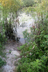 Trail to creek