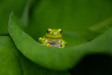 6月の緑の葉に乗るアマガエル
