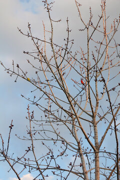Robin and goldfinch on tree