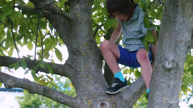 A boy stuck in a tree between branches. Leisure activities in their free time on weekends. Independent children for a walk.