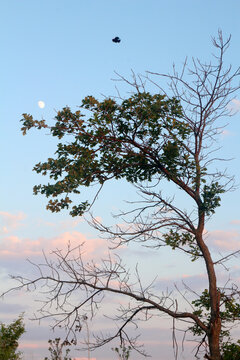Moon and tree