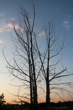 Silhouette of two trees at dusk