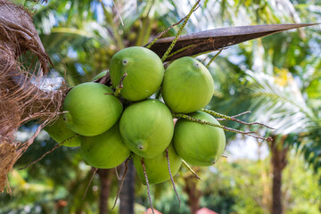 Green coconuts on palm trees on a tropical beach on island of Phu Quoc, Vietnam. Travel and nature concept