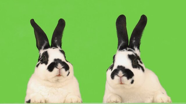 Two talking rabbits isolated on a green screen.