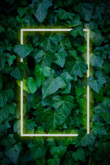 Fresh green layout with glowing neon frame on ivy leaves background.Spring, summer copy space for banner, poster, card, sale advertisement, party invitation