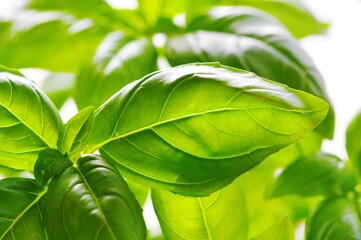 Fresh green basil leaves.