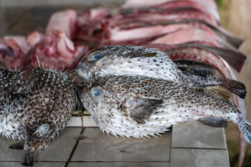 Blowfish or pufferfish or balloonfish or globefish for sell at the street food market in Kota Kinabalu, Malaysia, close up seafood