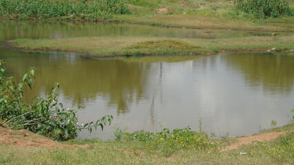 reeds in the water