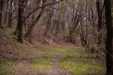 Fototapeta premium footpath trough the leafless forest during spring season