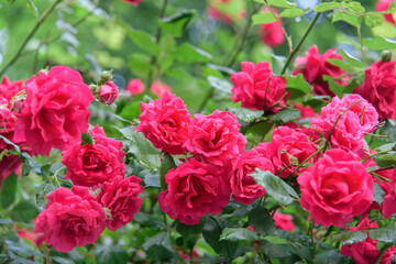 rose bush flowers during blossoming after rain