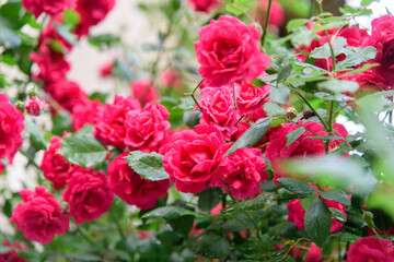 rose bush flowers during blossoming after rain