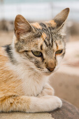 street cat lying on a rock in cloudy weather close up view