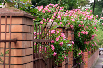 Naklejka na ściany i meble rose bush flowers during blossoming after rain