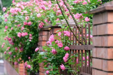 Fototapeta na wymiar rose bush flowers during blossoming after rain