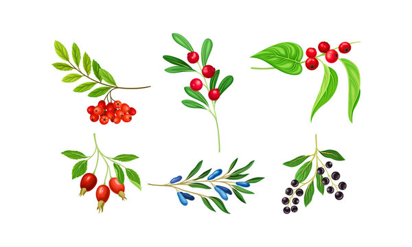 Berry Branches with Leaves Isolated on White Background Vector Set