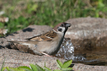 Cute european tree sparrow sitting at the edge of a bird bath with water drop hanging from the beak