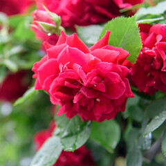 rose bush flowers during blossoming after rain
