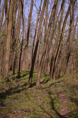 footpath trough the leafless forest during spring season