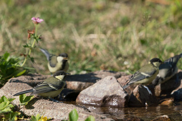 Four cute and thirsty juvenile great tit birds with selective focus on the closest drinking water from a small stream 