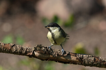 Juvenile great tit bird sitting on a branch looking to the left