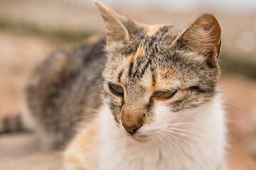 Obraz premium street cat lying on a rock in cloudy weather close up view