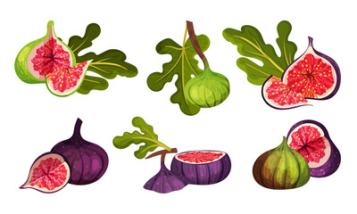 Fig Fruit Whole and Cut with Thin Skin and Many Small Seeds Inside Vector Set